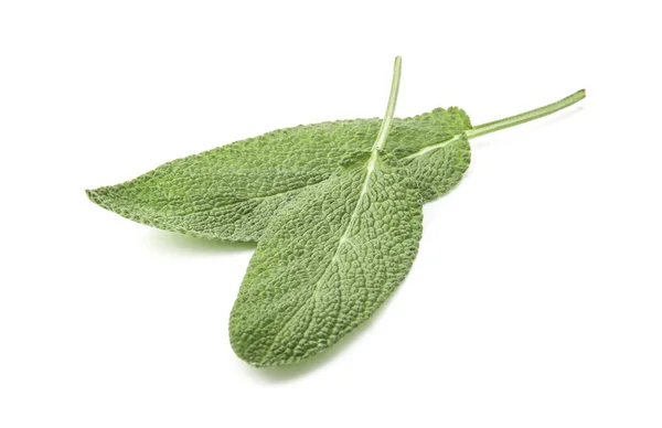 Sage Leaves Close White Backgrounds — Stock Photo, Image