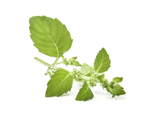 Mentha Canadensis Japanse Munt Maïs Mint Veld Mint Bloemen Bladeren — Stockfoto