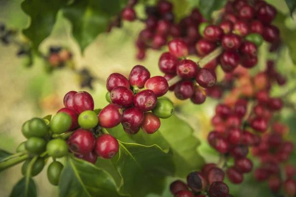 咖啡豆在泰国北部的树上成熟 新鲜咖啡豆 — 图库照片