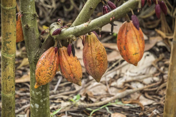 Cocoa tree with fruits. Cocoa pods on tree, cacao plantation in village Nan, Thailand.