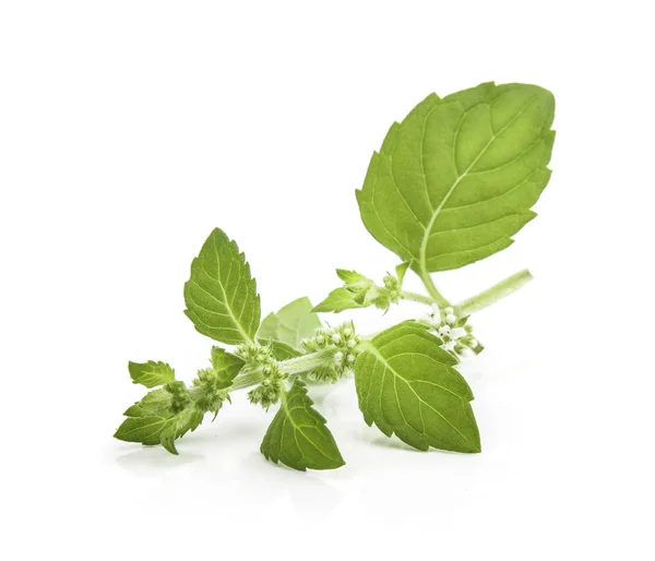 Mentha Canadensis Menta Japonesa Menta Maíz Menta Campo Flores Hojas — Foto de Stock