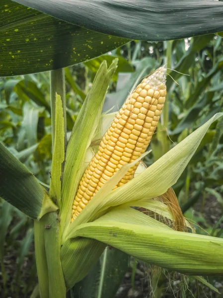 Yellow Corn Cob Green Leaves Farm Field — Stock Photo, Image