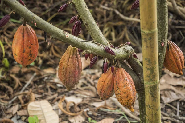 Cocoa tree with fruits. Cocoa pods on tree, cacao plantation in village Nan, Thailand.