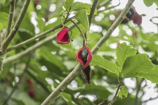 Sterculia Monosperma Castaño Chino Castaño Tailandés Fruta Siete Hermanas — Foto de Stock