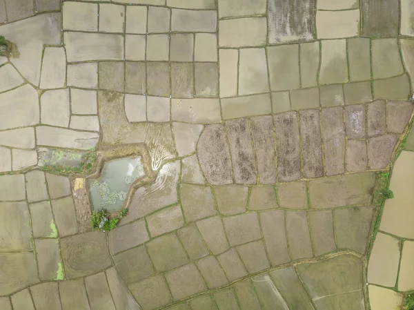 Вид Беспилотника Рисовых Полей — стоковое фото