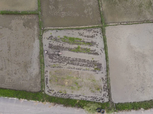 Vista Aérea Desde Dron Los Campos Arroz — Foto de Stock