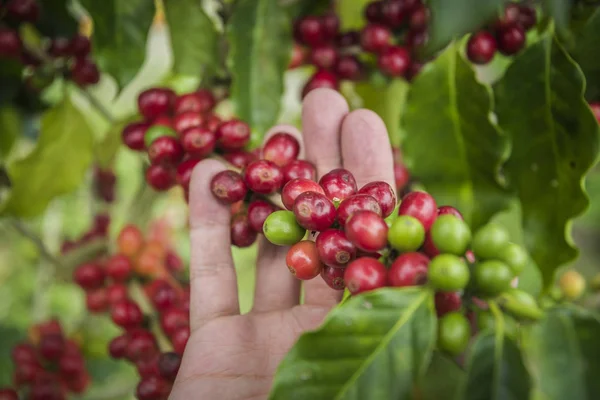 Kaffebönor Som Mognar Trädet Norr Thailand Beskuren Bild Mannen Tittar — Stockfoto