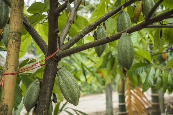 Cocoa tree with fruits. Cocoa pods on tree, cacao plantation in village Nan, Thailand.