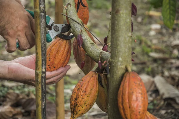 People gathering cocoa fruits in village Nan, Thailand.