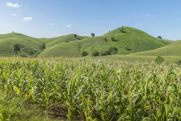 玉米产业在山在泰国 无人机航拍照片 — 图库照片