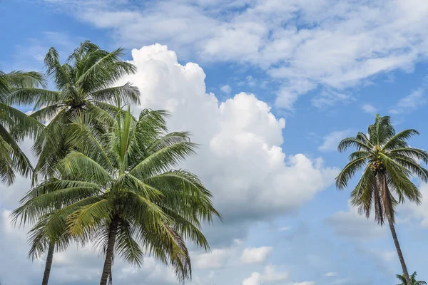 Palmeiras Contra Céu Azul Nuvens Brancas Verão Tropical Banner Fundo — Fotografia de Stock