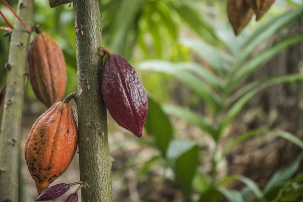 Cocoa Tree Fruits Cocoa Pods Tree Cacao Plantation Village Nan — Stock Photo, Image