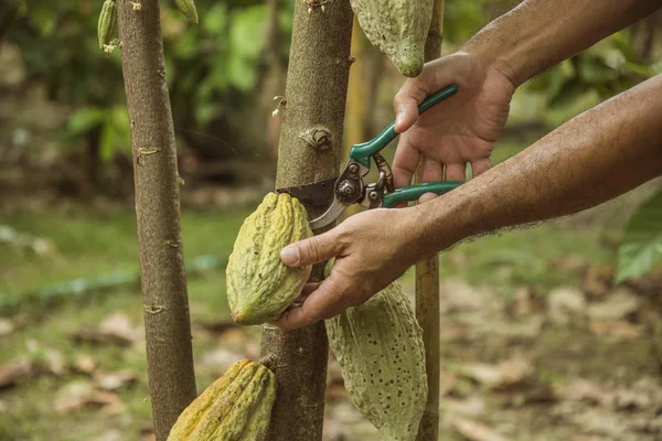 People gathering cocoa fruits in village Nan, Thailand.