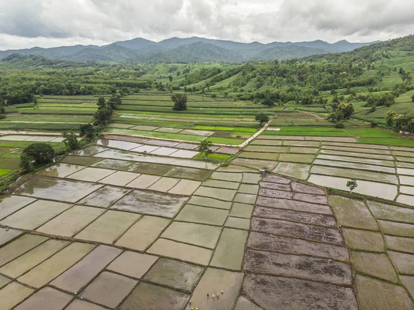 Vista Aérea Drone Campos Arroz — Fotografia de Stock