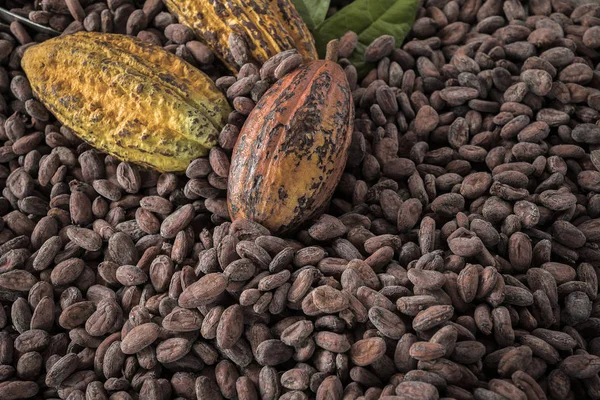 Cocoa Beans and Cocoa Fruits composition.