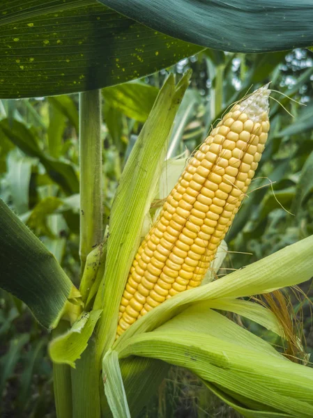 Yellow Corn Cob Green Leaves Farm Field — Stock Photo, Image