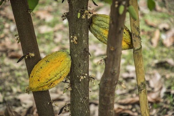 Cocoa tree with fruits. Cocoa pods on tree, cacao plantation in village Nan, Thailand.