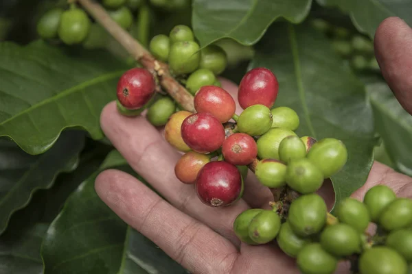 Kaffebönor Som Mognar Trädet Norr Thailand Beskuren Bild Mannen Tittar — Stockfoto