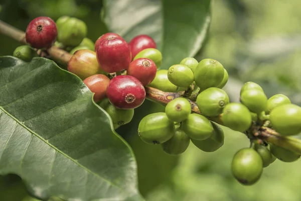 Kaffebönor Som Mognar Trädet Norr Thailand Färska Kaffebönor — Stockfoto