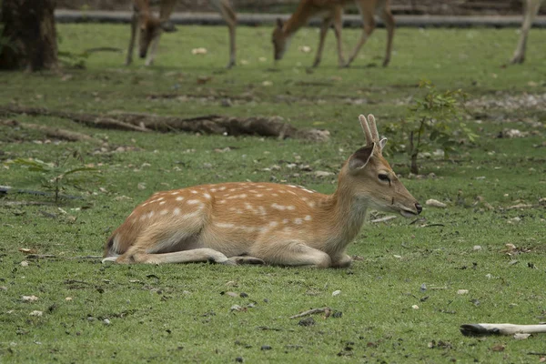 Grazing Deers Meadow Thailand — Stock Photo, Image