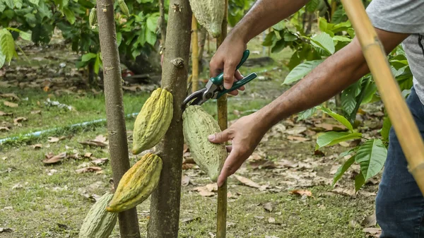 People gathering cocoa fruits in village Nan, Thailand.