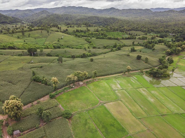 Indústria Milho Montanha Tailândia Foto Aérea Drone — Fotografia de Stock