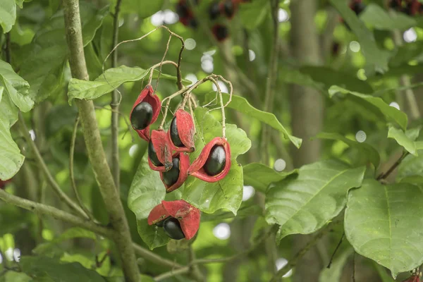 Sterculia Monosperma Chinesische Kastanie Thailändische Kastanie Früchte Von Sieben Schwestern — Stockfoto