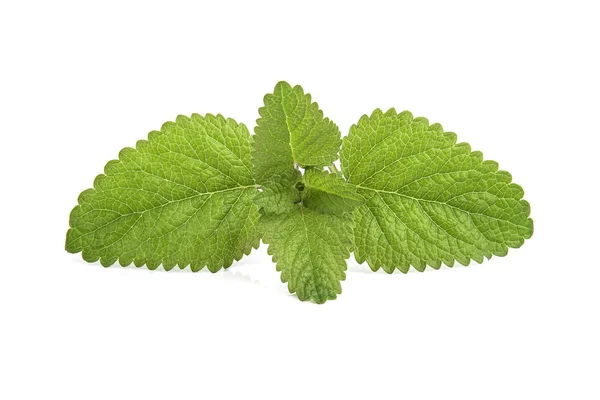 stock image Fresh lemon balm leaves isolated on white background