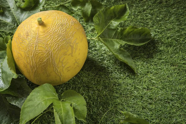 Whole melon on green background with copy space.