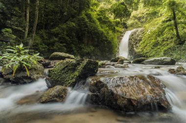 Yemyeşil ağaçlar ve şelaleler ile Amazing tropikal orman