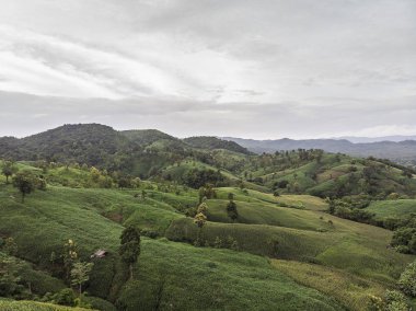 Kırsal manzara, alan Mısır hasat için hazır dağlarda.