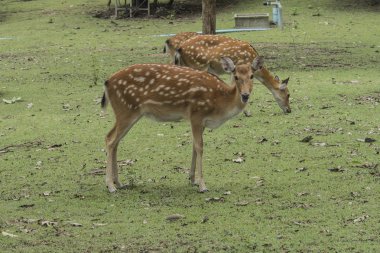 Çayır, Tayland üzerinde otlatma geyikler.