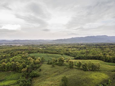 Kırsal manzara, alan Mısır hasat için hazır dağlarda.