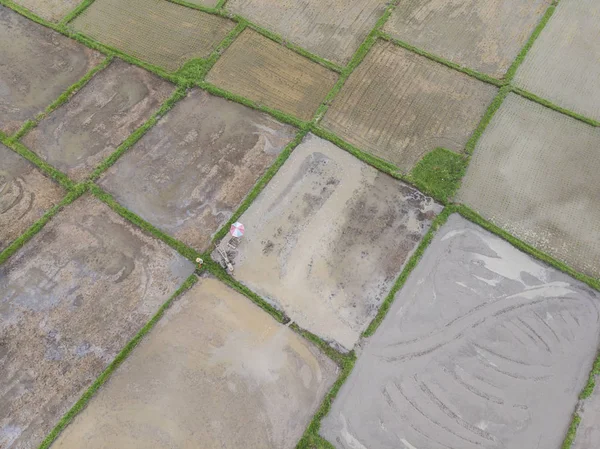 Vista Aérea Desde Dron Los Campos Arroz — Foto de Stock