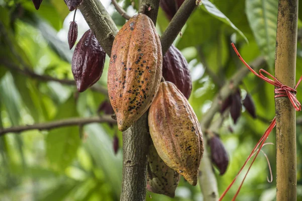 Kakao ağacı meyve ile. Kakao bakla ağaçta, kakao ekimi köyü Nan, Thailand.