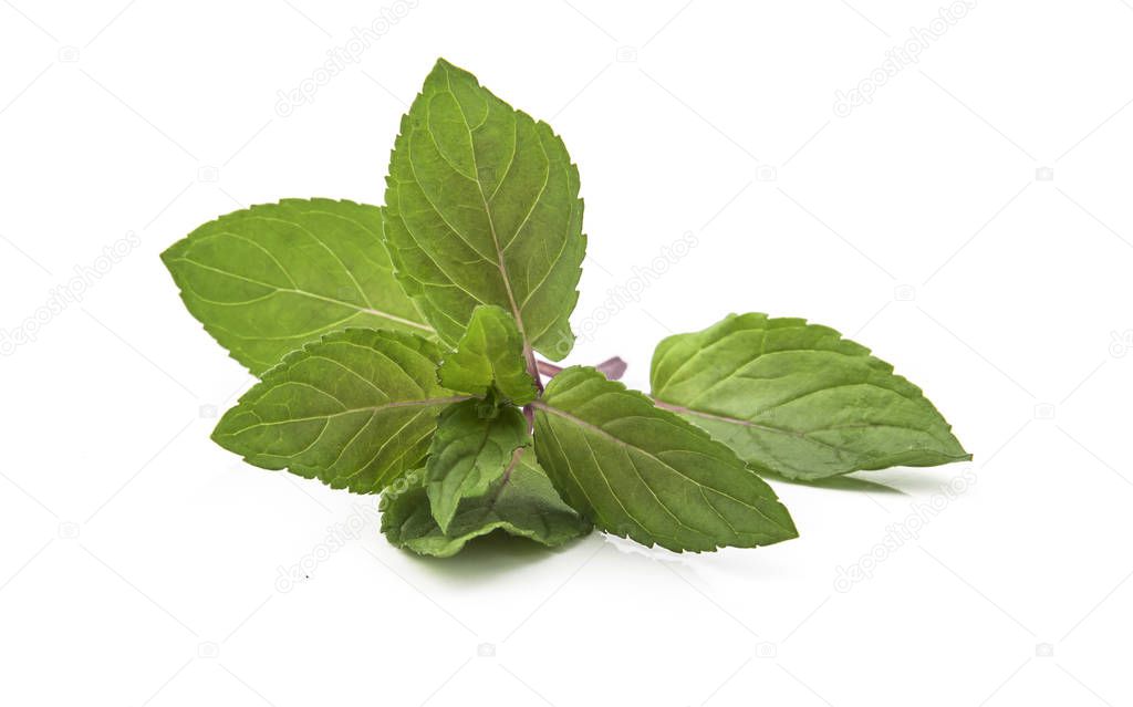 Chocolate Mint's fresh leaves at isolated on white background