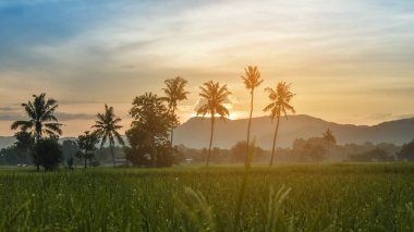 Sabah pirinç tarlaları