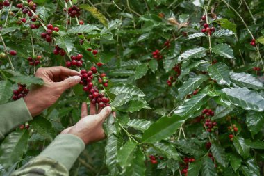 Ağaçtaki kahve çekirdekleri
