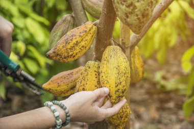 Meyveli kakao ağacı. Sarı ve yeşil Kakao bakla büyümek 