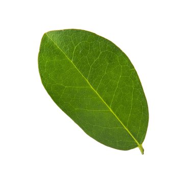 İzole erik yeşil yaprakları