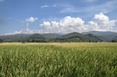 yeşil pirinç plantasyon ile güzellik dağ görünümü