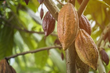 The cocoa tree with fruits. Yellow and green Cocoa pods grow on  clipart