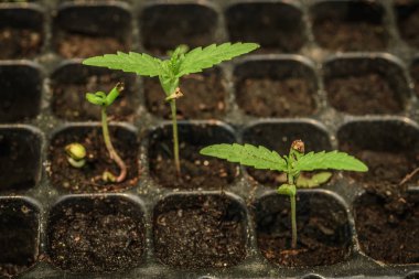 tohumdan büyüyen marihuana, Genç bitki atış