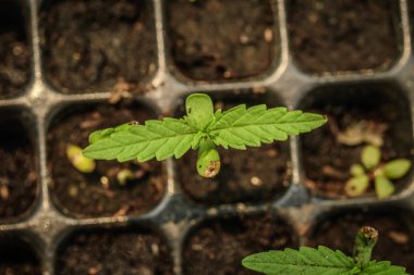 tohumdan büyüyen marihuana, Genç bitki atış