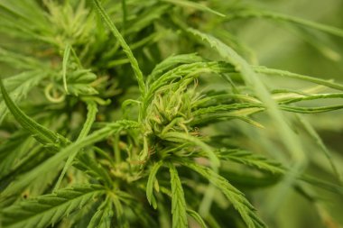 Esrar yetiştiriciliği (Esrar sativa), çiçekli esrar p