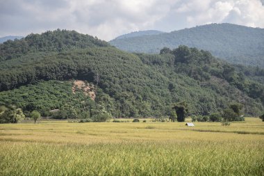 yeşil pirinç plantasyon ile güzellik dağ görünümü