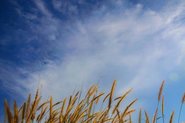 bahar ya da yaz bana çim ile doğa arka plan