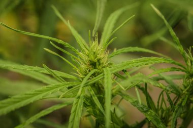 Esrar yetiştiriciliği (Esrar sativa), çiçekli esrar p