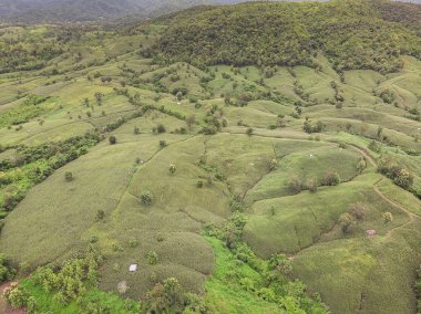 Tayland Dağ'da Mısır sanayi.