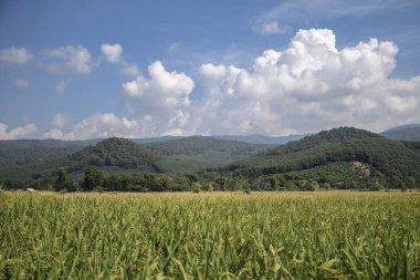 yeşil pirinç plantasyon ile güzellik dağ görünümü